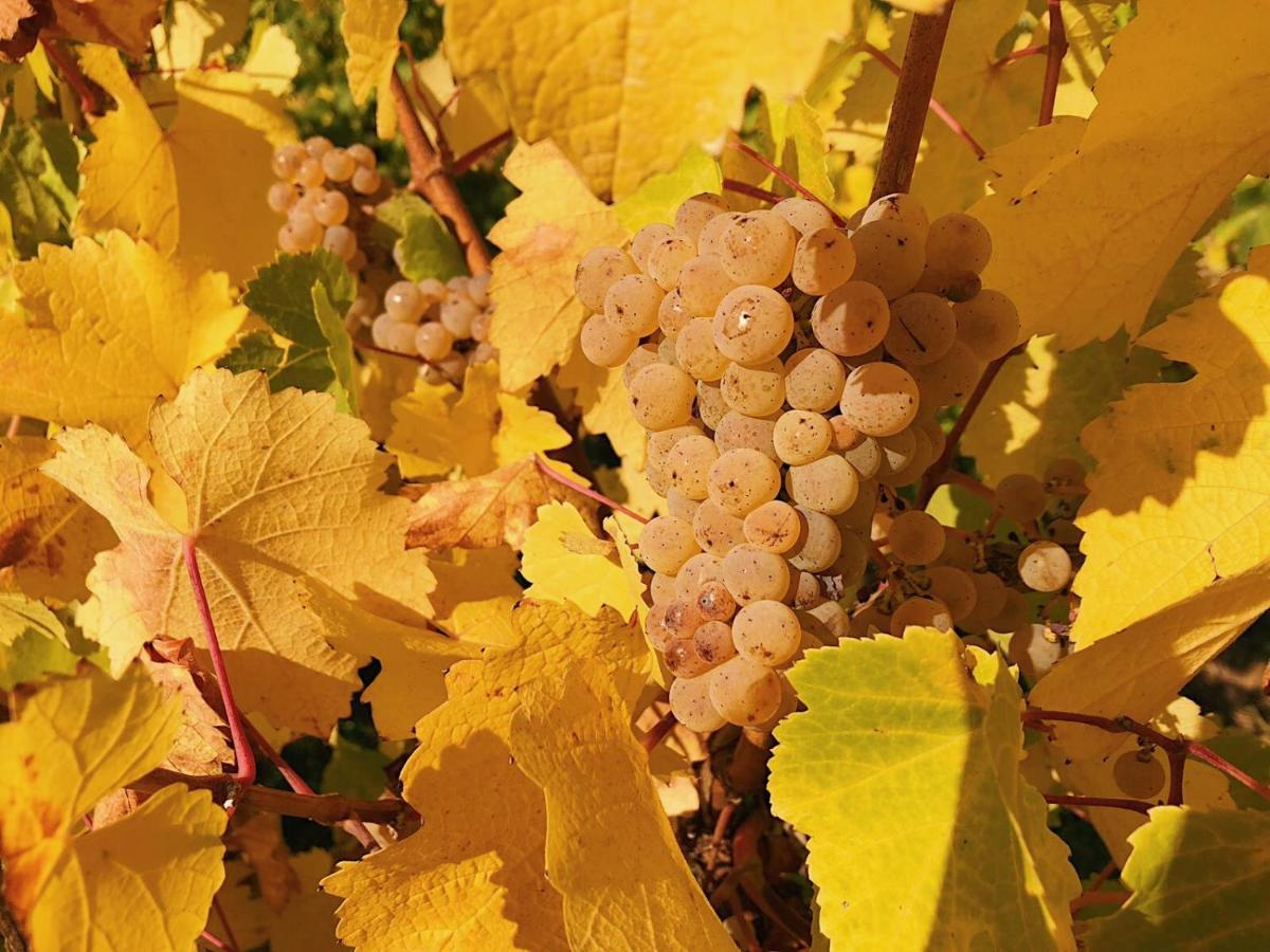 Weingut-Aparthotel Olinger Mehring  Bagian luar foto